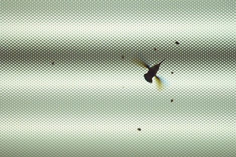 Hummingbird, from "100 Ways..." ©Kate MacDonnell